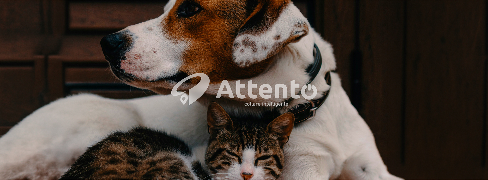 Attento – Naming e Branding para Startup Brasileira de Tecnologia Pet